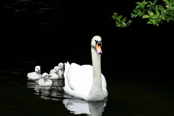 Lago negro cisnes blancos