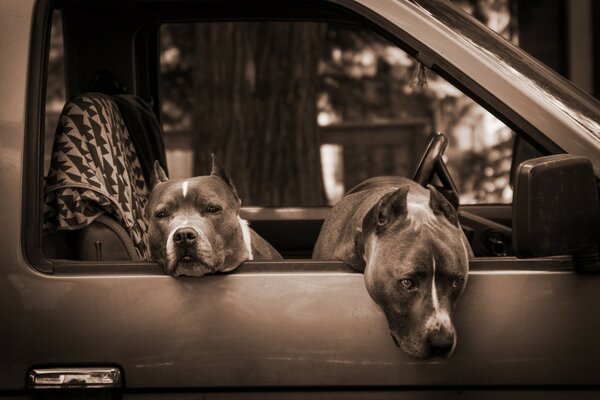 Car. Waiting for the pit bulls of the owner