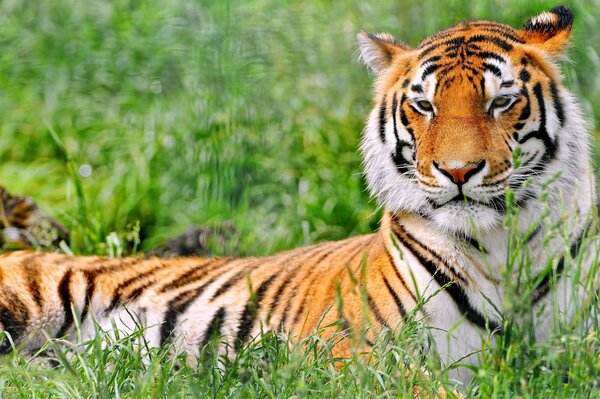 Хищник отдыхает. Тигр на траве