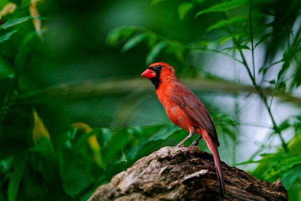 A red bird is sitting on a branch among the foliage