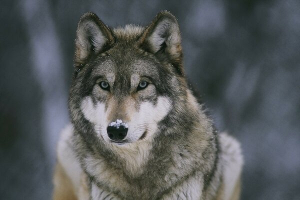 Porträt eines Wolfes im Winter