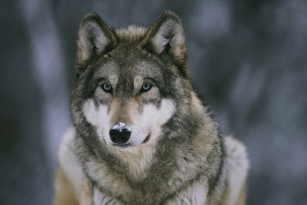 Portrait of a wolf in winter