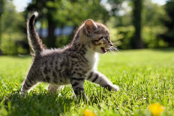 Ein kleines geflecktes Kätzchen spaziert durch das Gras