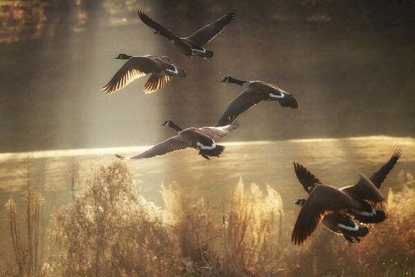 Canards sauvages volent au-dessus du lac d automne