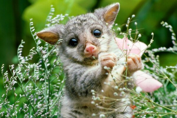 Baby possum playing in the grass