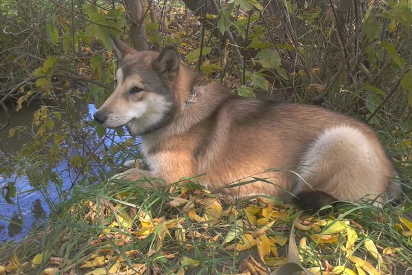 В лесу на листьях лежит собака