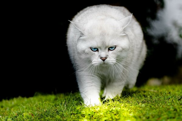 Недовольный пушистый кот на траве