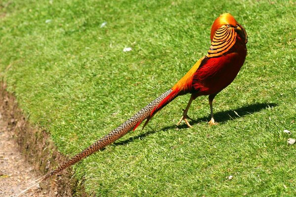 Funny bright pheasant with a long tail