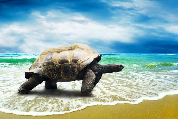 A large turtle on a sandy beach