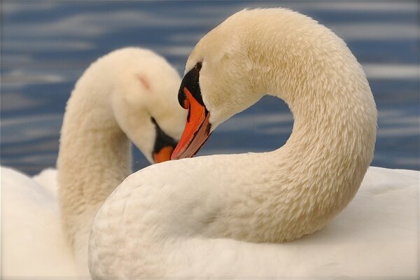 Couple de cygnes blancs nagent