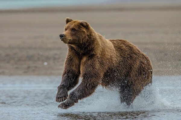 Медведь гризли купается в озере