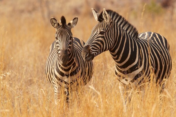 Les zèbres paissent paisiblement dans l herbe de la savane