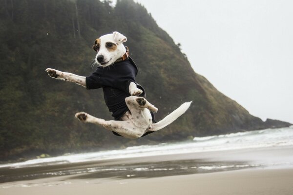 Jack Russell s jump on the beach