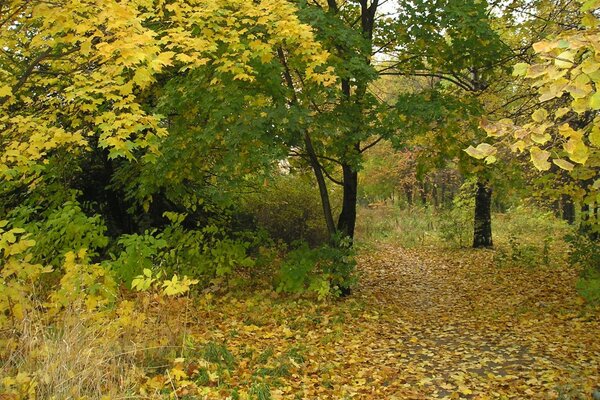 Hojas de finales de otoño en el parque