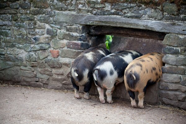 Drei kleine Schweinchen stehen in der Wand