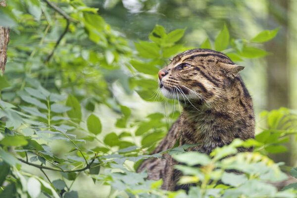 Wild cat rabolov in the foliage