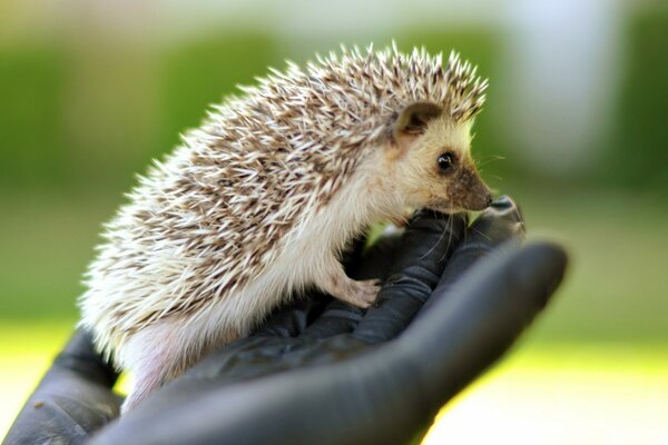 Süßer Igel auf einem schattigen, flauschigen Don