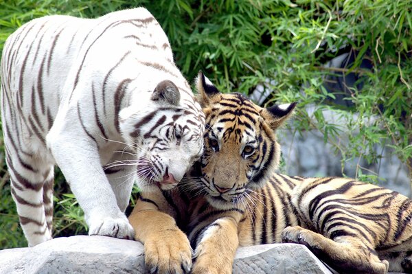 A pair of tigers with their heads pressed together