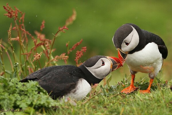 Love between dead ends. These are birds