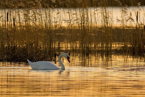 Weißer Schwan schwimmt im Teich