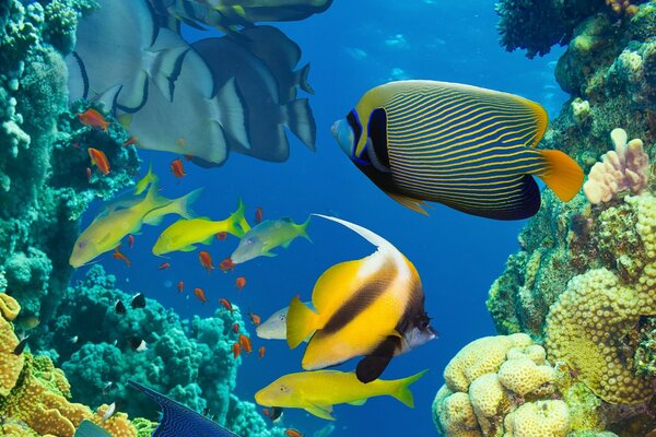 Arrecife de Coral marino con peces