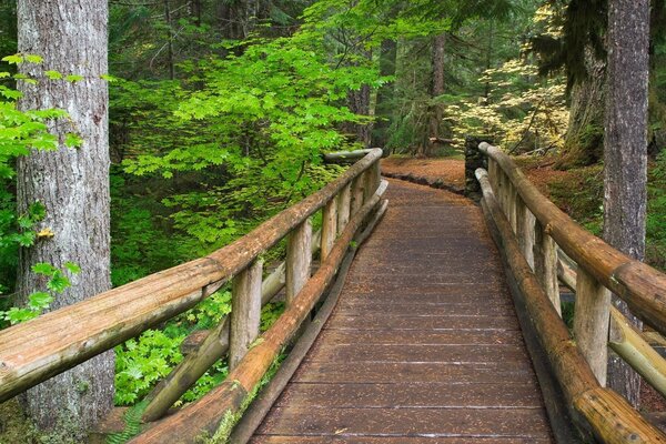 Ein Weg in den Bäumen. Brücke im Wald