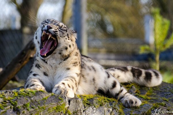 Un leopardo peludo arde en un árbol