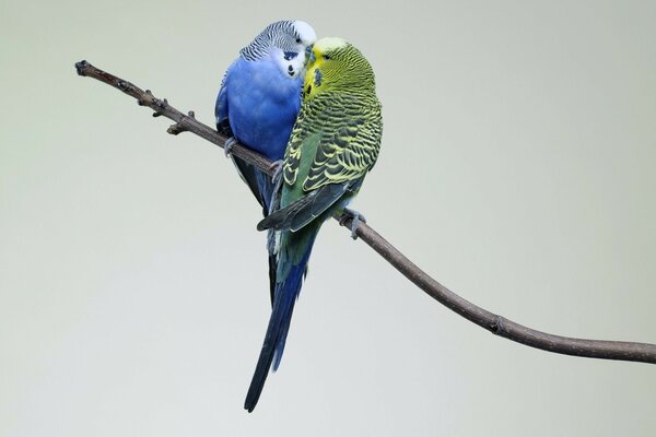 Budgies are sitting on a branch in a couple
