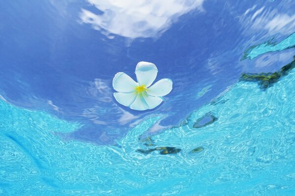 Flor en el agua en las Maldivas