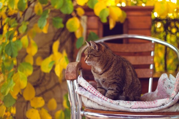 Gato pelirrojo en una silla rodeado de hojas amarillas