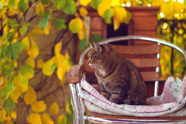 Gatto rosso su una sedia circondato da foglie gialle