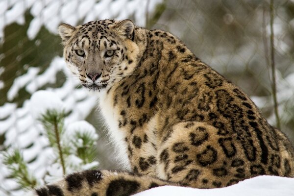 Leopard is a wild cat in the forest