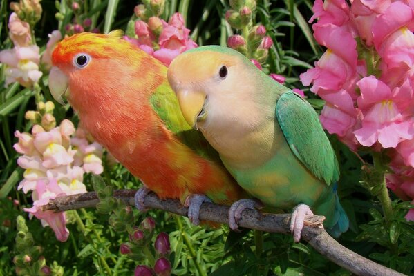 Coppia di pappagalli piccioncini circondati da fiori