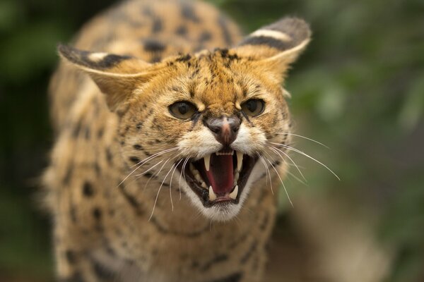 Wildcat Rage Cry