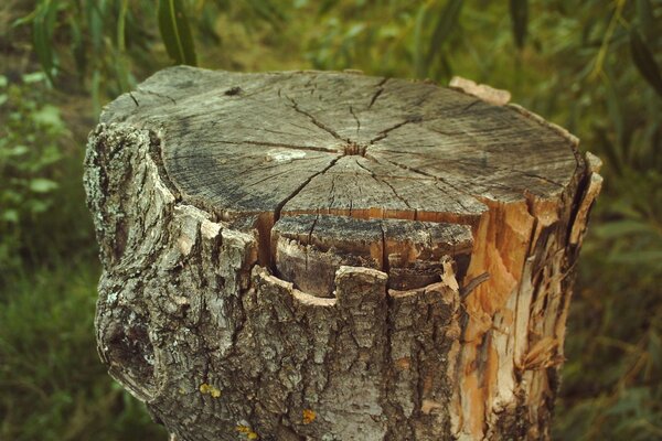 Un viejo tocón de árbol en el bosque