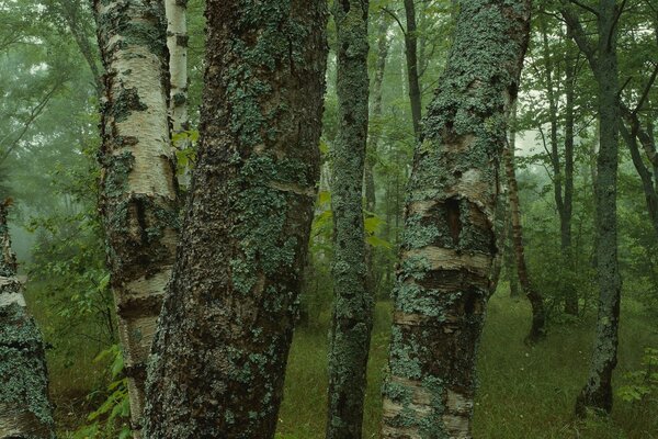 Trees birch grass forest