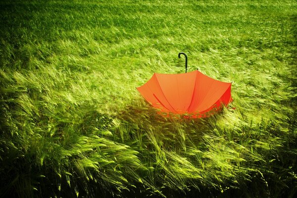 Ein orangefarbener Regenschirm unter grünem Gras