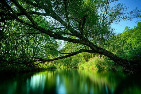 Ein ruhiger Fluss im grünen Wald