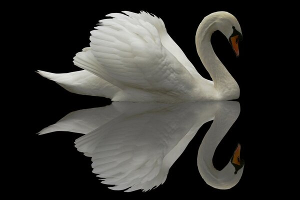 Reflection of a white swan in a black mirror