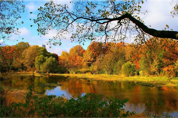 A tree above the river in the autumn forest