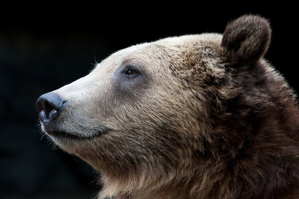 Oso Pardo de perfil sobre un fondo oscuro