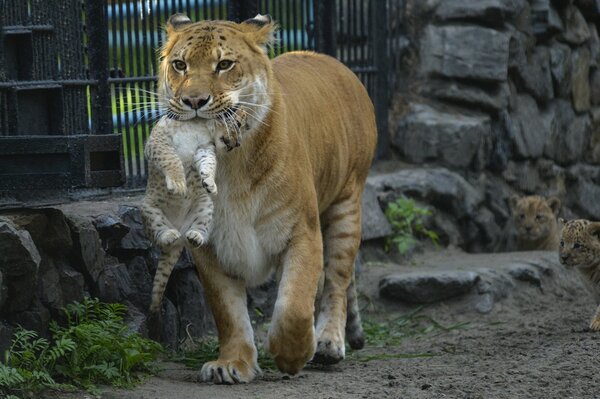 Die Mutter der Tigerin trägt ein Junges