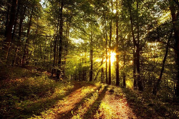 Rays of light break through the trees in the forest