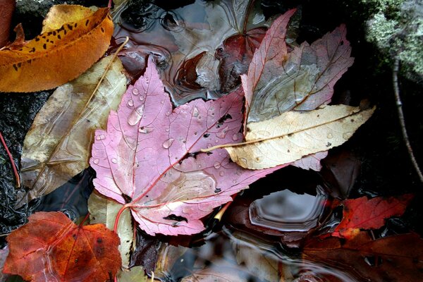 Foglie cadute in una pozzanghera. Autunno