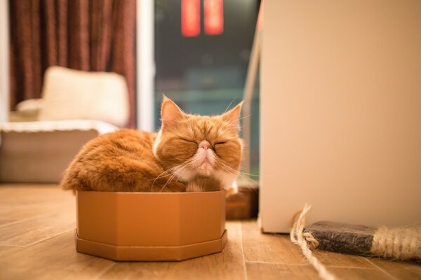 Exotische Katze schläft in einer Box