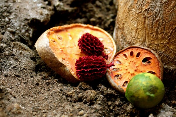 Los frutos de la fruta yacen en el Suelo