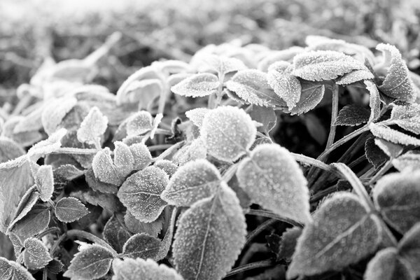 Czarno białe liście w białym szronie