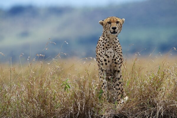 Guépard assis dans l herbe sèche