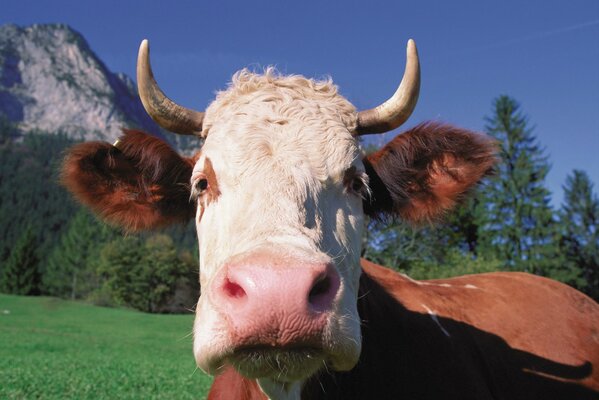 Cow grazing in a wild meadow