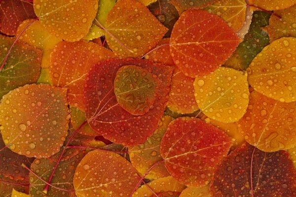 Bunte gefallene Herbstblätter nach Regen